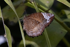 Elymnias hypermnestra