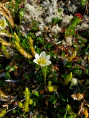 Gagea serotina
