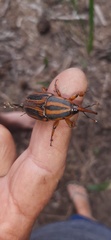 Rhynchophorus phoenicis