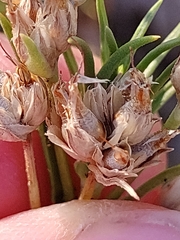 Plantago sempervirens