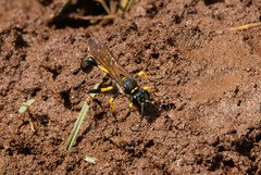 Sceliphron madraspatanum