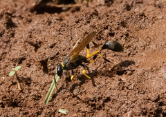 Sceliphron madraspatanum