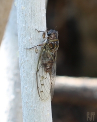 Diceroprocta tepicana