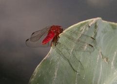 Crocothemis servilia