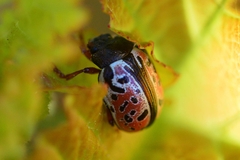 Calligrapha spiraeae