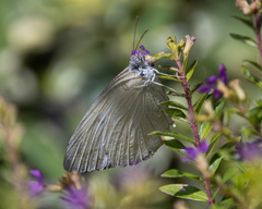 Catopsilia pyranthe
