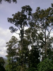 Entandrophragma excelsum