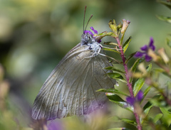 Catopsilia pyranthe