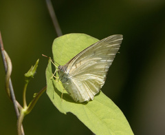 Catopsilia pyranthe
