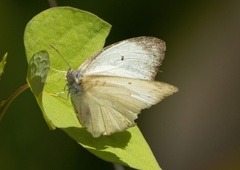 Catopsilia pyranthe
