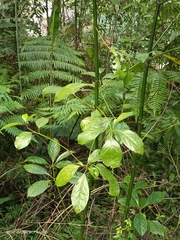 Cinnamomum micranthum