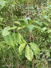 Cinnamomum micranthum