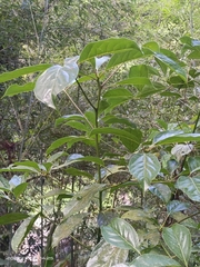 Cinnamomum micranthum