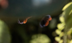 Elymnias hypermnestra