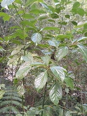 Cinnamomum micranthum