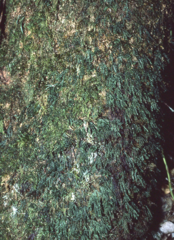 Hymenophyllum digitatum