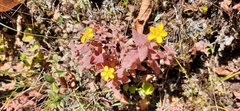 Saxifraga hispidula