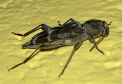 Xylotrechus stebbingi
