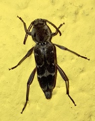 Xylotrechus stebbingi