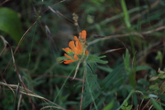 Castilleja hispida hispida