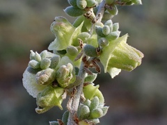 Maireana pyramidata