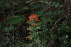 Castilleja hispida hispida