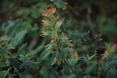 Castilleja hispida hispida