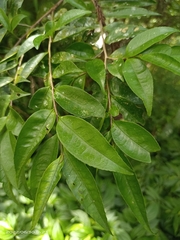 Eurya chinensis