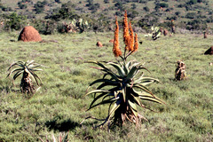 Aloe africana
