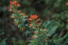 Castilleja hispida hispida