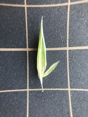 Bromus catharticus
