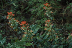 Castilleja hispida hispida