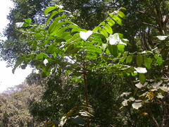 Entandrophragma excelsum