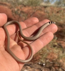 Delma desmosa