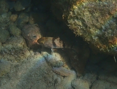 Apogonichthyoides pharaonis