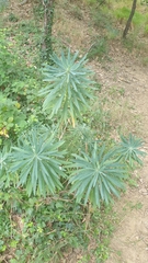 Euphorbia characias