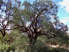 Alectryon oleifolius canescens