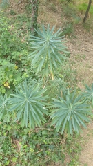 Euphorbia characias