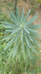 Euphorbia characias