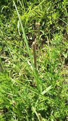 Plantago lanceolata