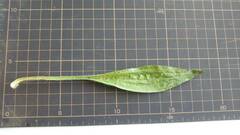 Plantago lanceolata