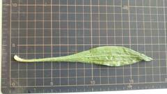 Plantago lanceolata