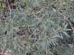 Alectryon oleifolius canescens