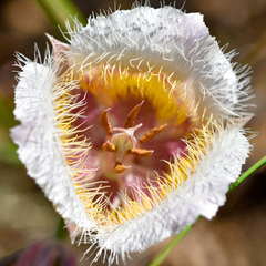 Calochortus coxii