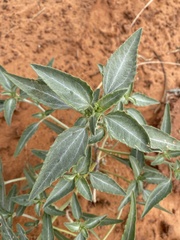 Dicoria canescens
