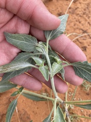 Dicoria canescens