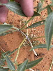 Dicoria canescens