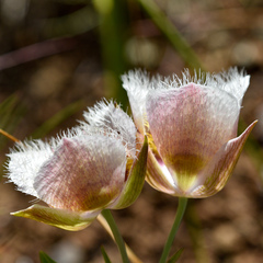 Calochortus coxii