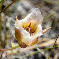 Calochortus coxii
