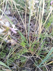Astragalus versicolor